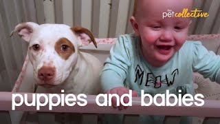 Adorable Puppies amp Babies [upl. by Hsreh]