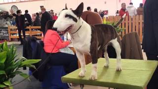 Mini Bull Terrier Expo  Granada 2016  Dog Show [upl. by Romola]