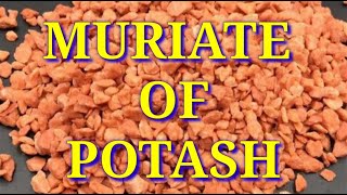 MURIATE of POTASH  How its Made  Uses  Purpose  Potassium Chloride [upl. by Valerle]