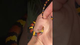 Harmless nibbles from a coral snake copycat 🐍 batesianmimicry evolution ecology snake [upl. by Aivirt]