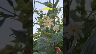 HarshangerParijat  harshanger parijat flowers gardening garden plants shortsfeed ytshorts [upl. by Garda]