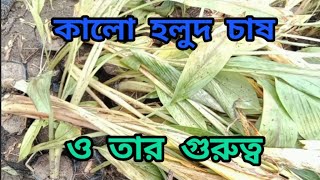 কালো হলুদ চাষ ও তার গুরুত্ব ।। Black Turmeric ।। Saroda nursery Kasimbazar Murshidabad [upl. by Borman845]