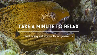 Take a minute XLV Giant moray eel Gymnothorax javanicus [upl. by Ahsi554]