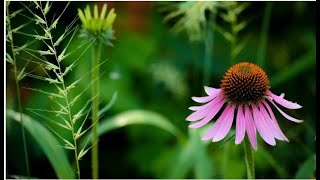 All about echinacea [upl. by Lazaro]