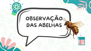 Observação das abelhas [upl. by Hanafee871]