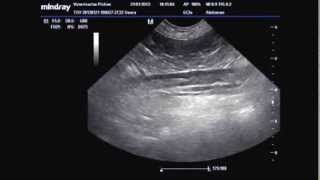 TROMBOSIS AORTA ABDOMINAL POR HIPER ADRENOCORTICISMO TAF [upl. by Jenelle]