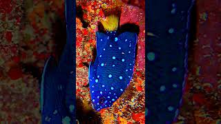 ²Yellowtail Damselfish Jewelfish Microspathodon chrysurus  Juvenile in Family Pomacentridae [upl. by Htepsle]