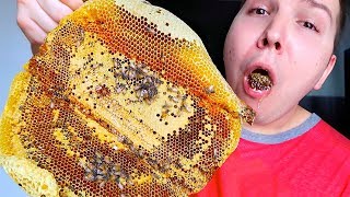 Giant Raw Honeycomb With Bees • MUKBANG [upl. by Ellezig954]