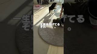 靴下で遊ぶ柴犬 [upl. by Wiles]