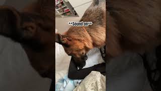 Dog makes funniest noise when getting ear scratches 🤣 shorts dog dogs germanshepherd [upl. by Adnical701]