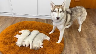 Husky and a Tiny Puppy Before Becoming Friends [upl. by Aitropal]