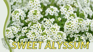 The Official Guide to SWEET ALYSSUM Lobularia maritima [upl. by Mcmurry217]