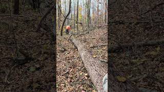 Cutting down big tree with chainsaw full video at end of month chainsaw [upl. by Esilrac977]