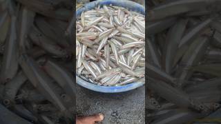 fishing fishermens seafood fishermans fishingequipment food shorts shortvideo fishingvideo [upl. by Elias]