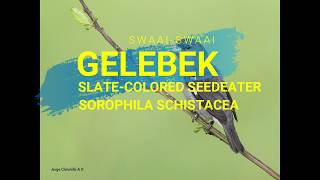 SWAAY SWAAY  Gelebek Slate colored Seedeater  Sporophila schistacea  Cigarrinha do norte [upl. by Raffaello]