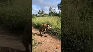 Hyena survives Bravo🔥🔥wildlife animals africa safari shortsfeed shortsvideo viral short [upl. by Nyledaj]