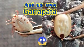 Perro infestado con garrapatas [upl. by Aisan]