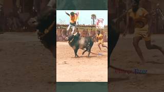 Jallikattu sambavam ❤️tamil thanjavur jallikattu fun funny shorts enjoy travel vijayakanth [upl. by Leavitt963]