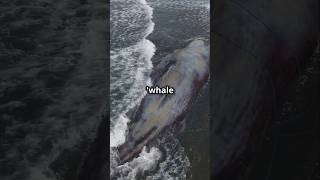 What Happens When A Whale Dies [upl. by Ardet]