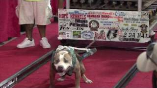 Hawaiis Strongest Pit Bull Competition [upl. by Mckale]