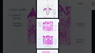 HISTOLOGY SLIDES DIAGRAM PART 2  ANATOMY  JOURNAL  FILE  HAEMATOXYLIN AND EOSIN PENCIL  MBBS [upl. by Pet97]