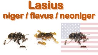 Ant care species guide 19  Laius niger and Lasius flavus and Lasius neoniger [upl. by Ahsil]