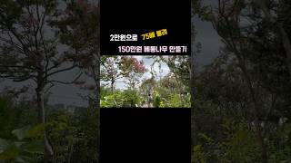 나무시장 구경  베롱나무 묘목 사이즈별 가격  주말농장의 여름을 화사하게 해주는 목백일홍 [upl. by Htrag]