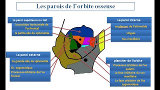 Lorbite osseuse et les fosses nasales [upl. by Casimire483]