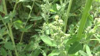 Lambs quarters Chenopodium album  20130728 [upl. by Tice]