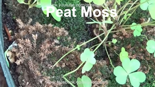 How to Use Peat Moss  Benefits of Peat Moss  How to Make Peat Moss  sphagnum moss Urduhindi [upl. by Azil]