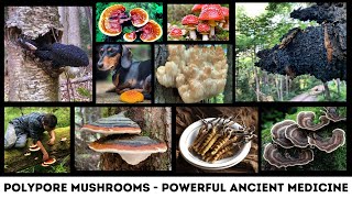 Polypore Mushrooms  The Powerful Origins of Ancient Medicine [upl. by Elum]