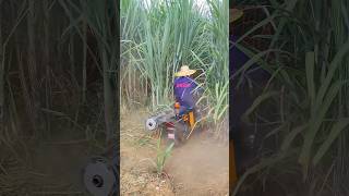 Sugarcane defoliation  good tools and machinery make work more efficient [upl. by Agate]