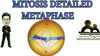 Detailed study of mitosis metaphase for NEET AIIMS JIPMER etc exams [upl. by Enimassej553]