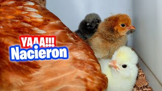 YAAA NACIERON LOS POLLITOS DE LOS HUEVOS QUE COMPRE EN INTERNET🐥 [upl. by Ahsilrak]