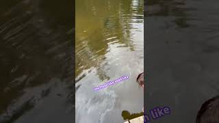 LIVESHINER FEEDING ￼FRENZY………… fishinggamefishing florida gamefish river freshwaterfish [upl. by Mickey]