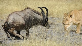 Epic Battle Between Lions and a Roan Antelope [upl. by Picco]