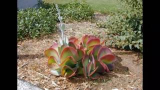 Beautyfull Kalanchoe Flapjack Garden [upl. by Peddada]