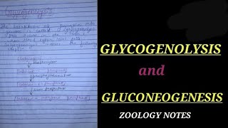 GLYCOGENOLYSIS NOTES gluconeogenesis glycolysis zoologynotes bsc1styearzoology zoologyoptional [upl. by Dalia]