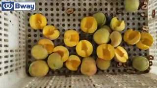 Yellow Peach destoning machine and cutter peach pitter Corta el melocoto [upl. by Stilla413]