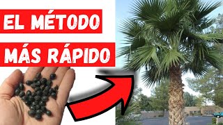 COMO GERMINAR SEMILLAS de PALMERA MEXICANA o WASHINGTONIA MUY RAPIDO Los MEJORES TRUCOS [upl. by Christmas428]