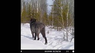 GIANT 200lb 🤨 Timber Wolf Caught on Camera TRAIL CAMERA  THE OFF GRID HUNTER [upl. by Ahsiekat]