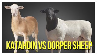 Comparing Katahdin Sheep And Dorper Sheep Which Breed Is Right For You [upl. by Ericka]