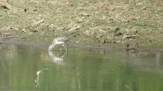 MVI 0009 Common Greenshank DehradunRajaji 151124 [upl. by Xer932]