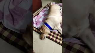 Tenson khatam dog yuvimicky labrador funny [upl. by Cirle413]