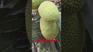 breadfruit tree currypala kadachakka shortsfeed viral 🍈🌳🌳😍♥️ [upl. by Odom]