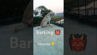 cute dog barking sound angrydog cuteanimal puppydog dog 2024 [upl. by Gildas]