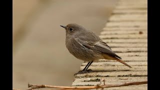 Black Redstart Eddington Cambridge 151124 [upl. by Devon]