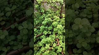 Jade Plant ☘️ 🌱garden plants bonsai gardening jadeplantcare natureshorts [upl. by Emmalynne]