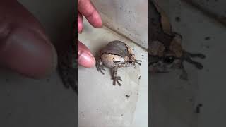 boing boing funny frog Part 5  HD Frog [upl. by Babette52]