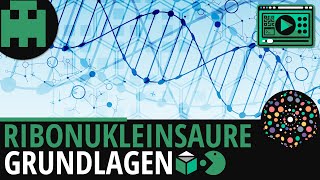 Ribonukleinsäure RNA Grundlagen │Biologie Lernvideo Learning Level Up [upl. by Nich]